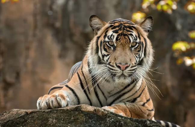 Pink City Tour with Ranthambore